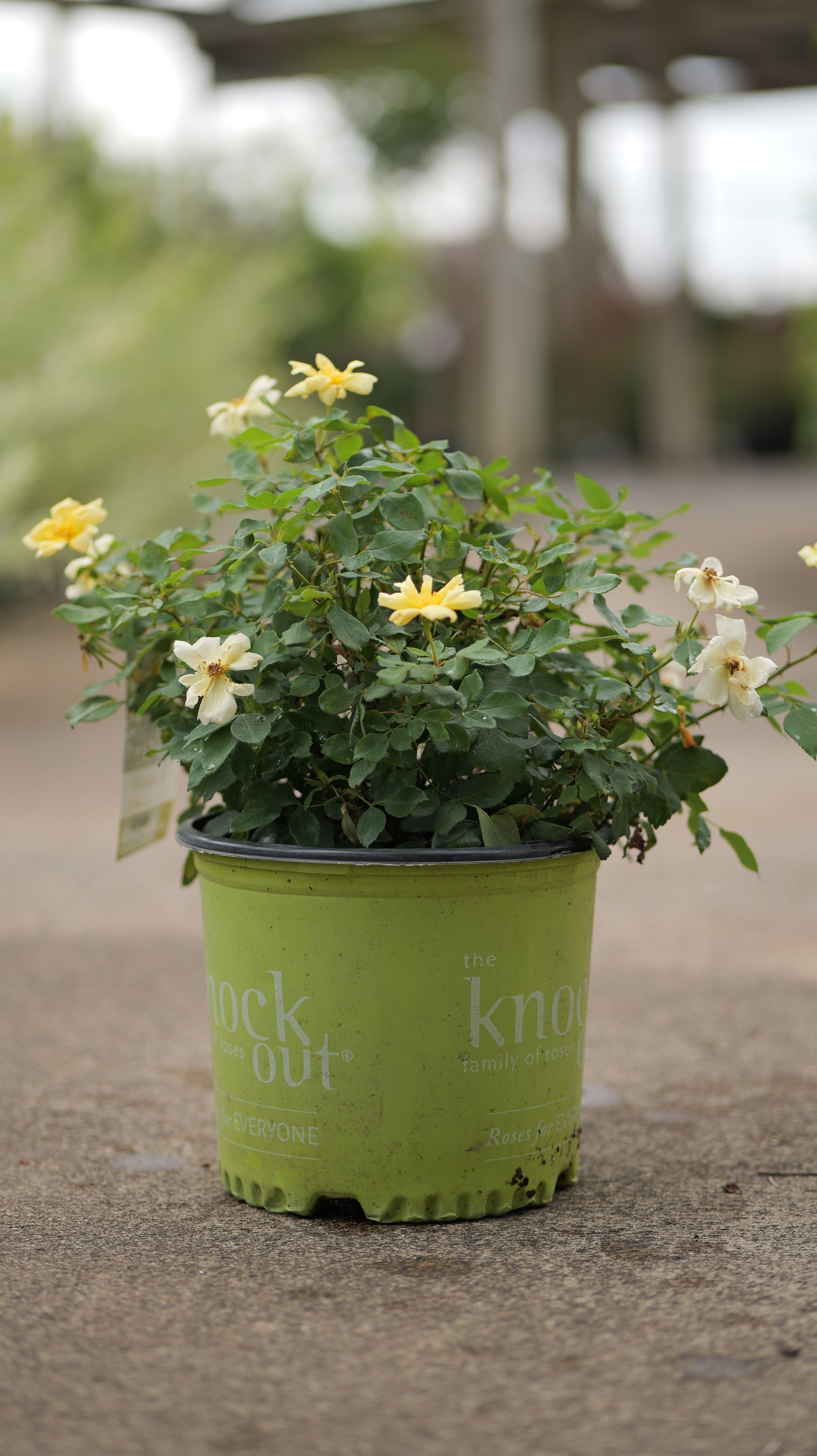 Rosa | Knock Out Rose