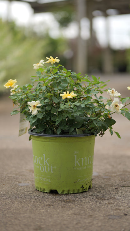 Rosa | Knock Out Rose