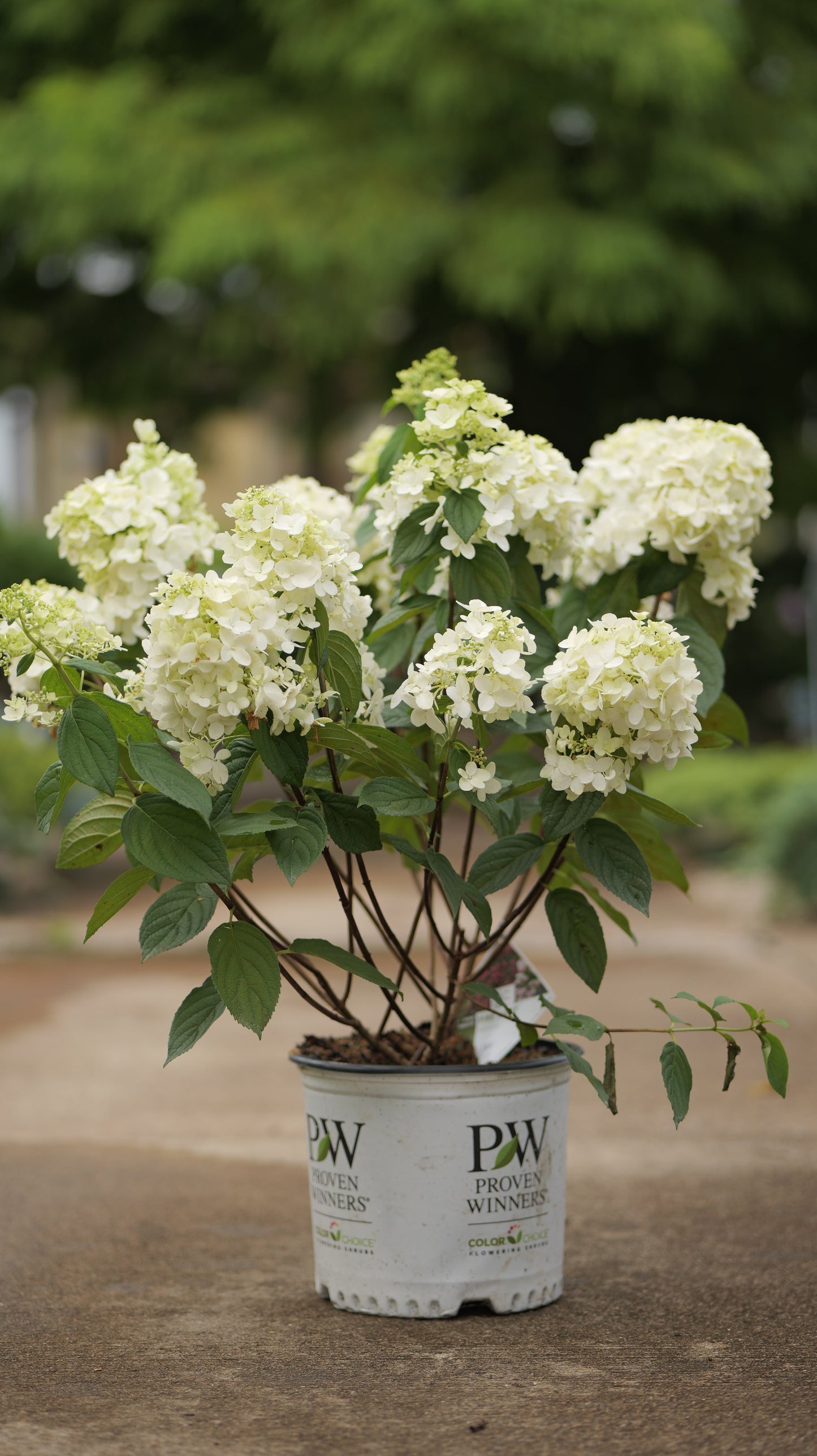 Hydrangea | Fire Light Panicle Hydrangea - 3 Gallon