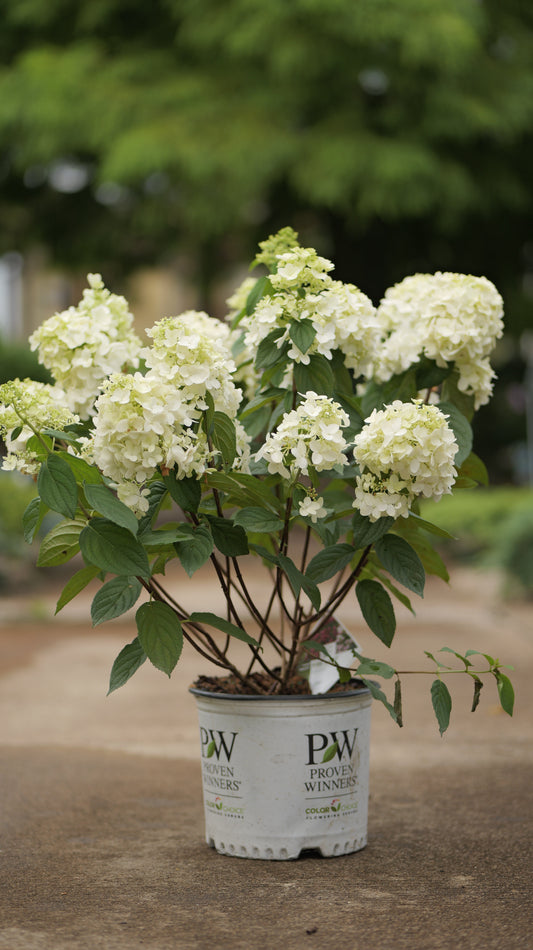 Hydrangea | Fire Light Panicle Hydrangea - 3 Gallon