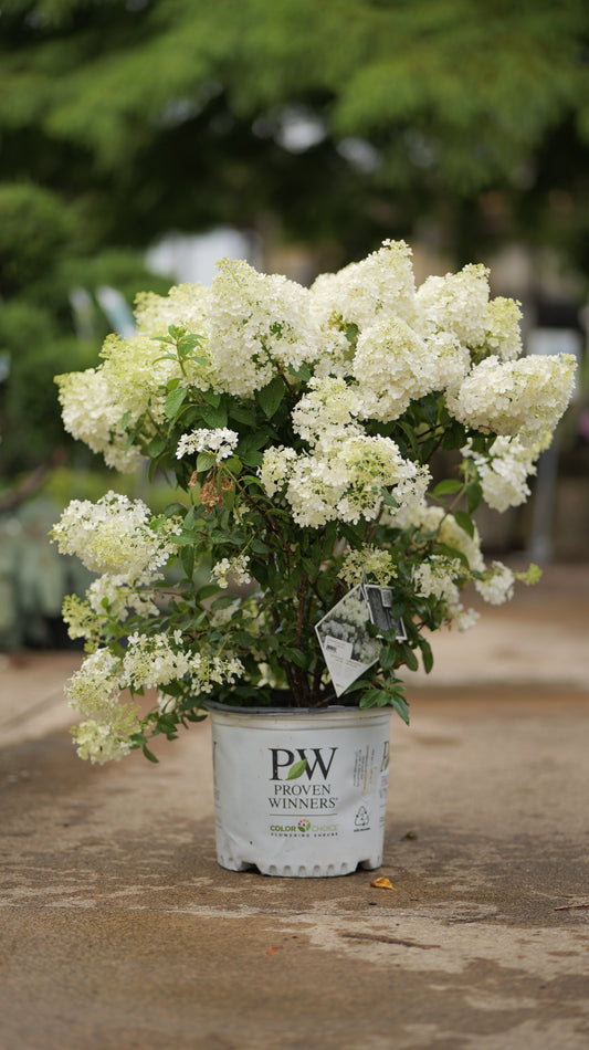 Hydrangea | Bobo Panicle Hydrangea - 3 Gallon
