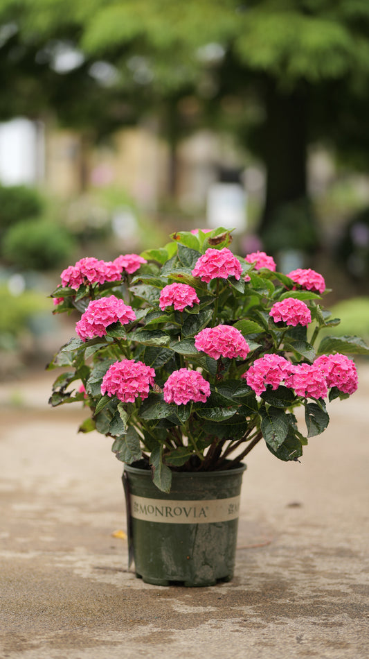 Hydrangea | Martha's Vineyard Bigleaf Hydrangea - 2 Gallon