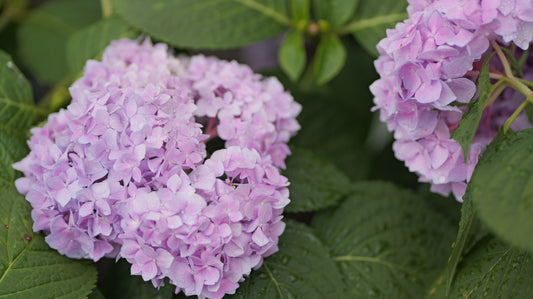 Hydrangea | Endless Summer Bigleaf Hydrangea - 3 Gallon
