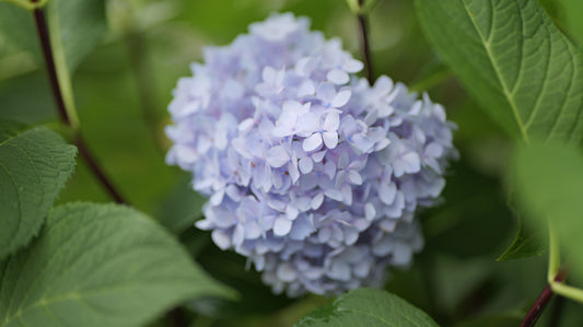 Hydrangea | Blue Enchantress Bigleaf Hydrangea - 5 Gallon