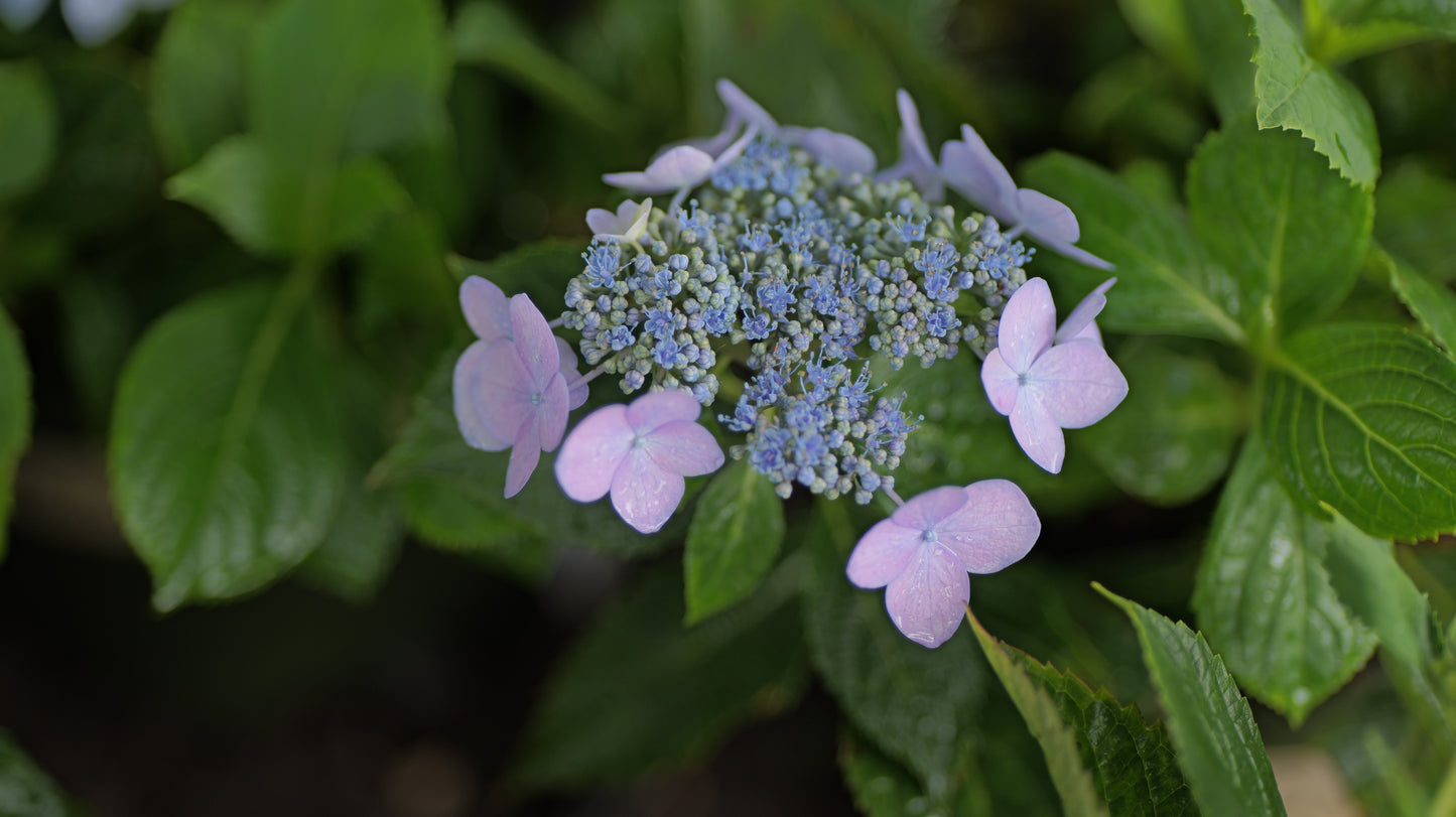 Hydrangea | Outer Banks Bigleaf Hydrangea