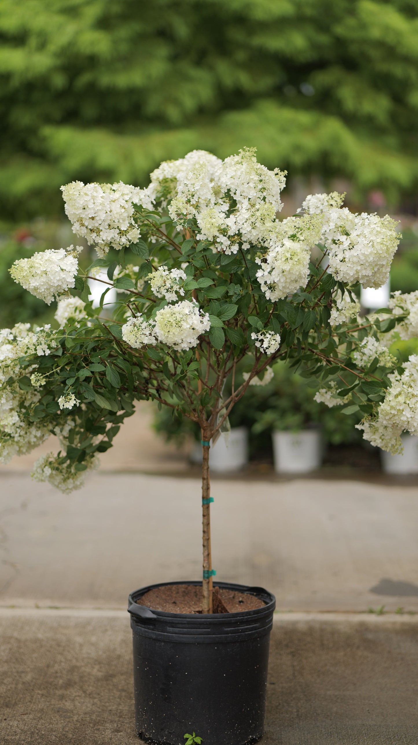 Hydrangea | Bobo Panicle Hydrangea | Tree Form - 10 Gallon