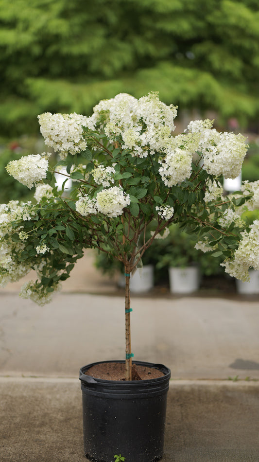 Hydrangea | Bobo Panicle Hydrangea | Tree Form - 10 Gallon