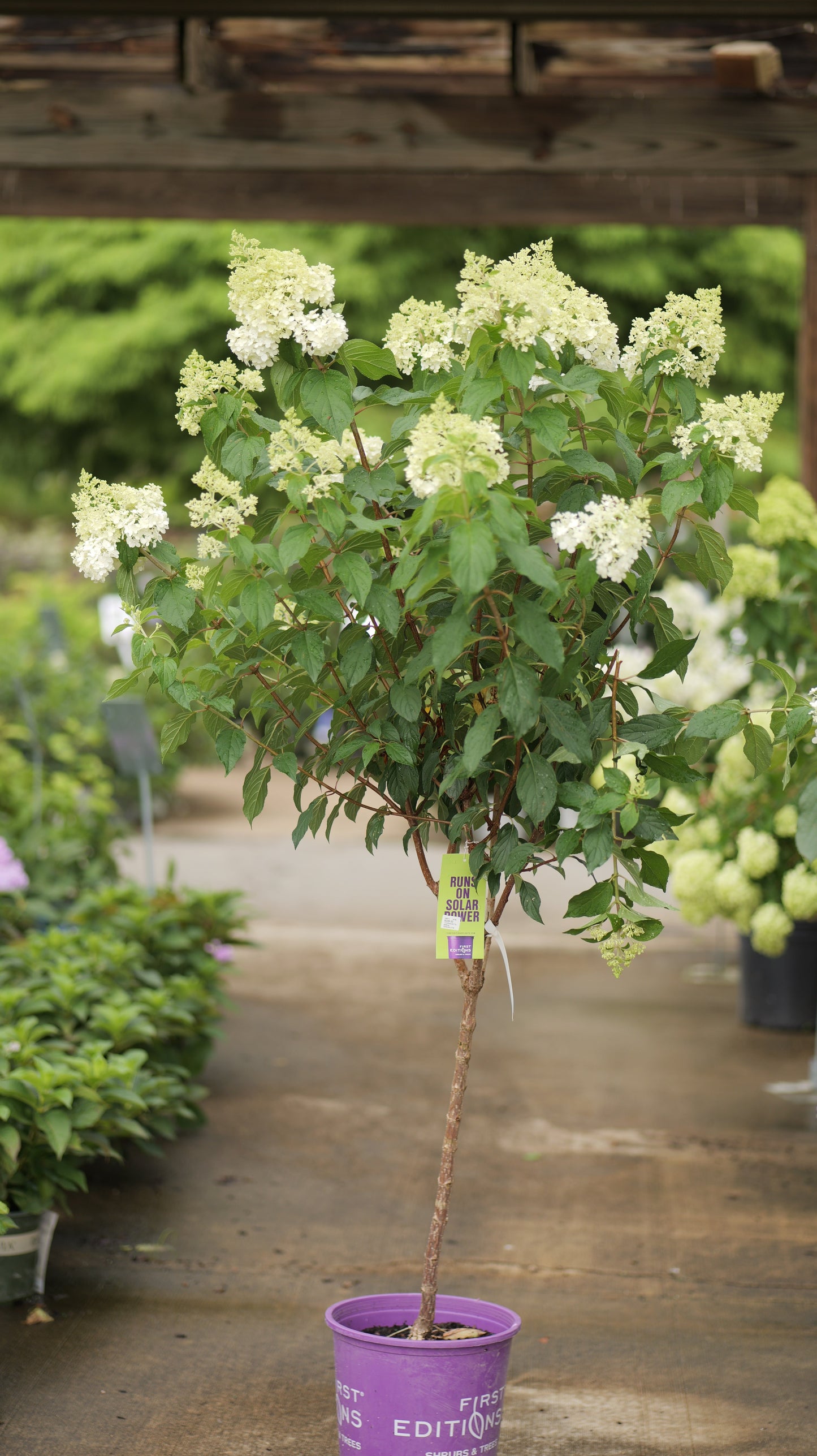 Hydrangea | Vanilla Strawberry Panicle Hydrangea | Tree Form - 7 Gallon