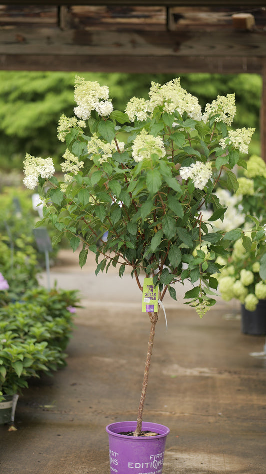 Hydrangea | Vanilla Strawberry Panicle Hydrangea | Tree Form - 7 Gallon