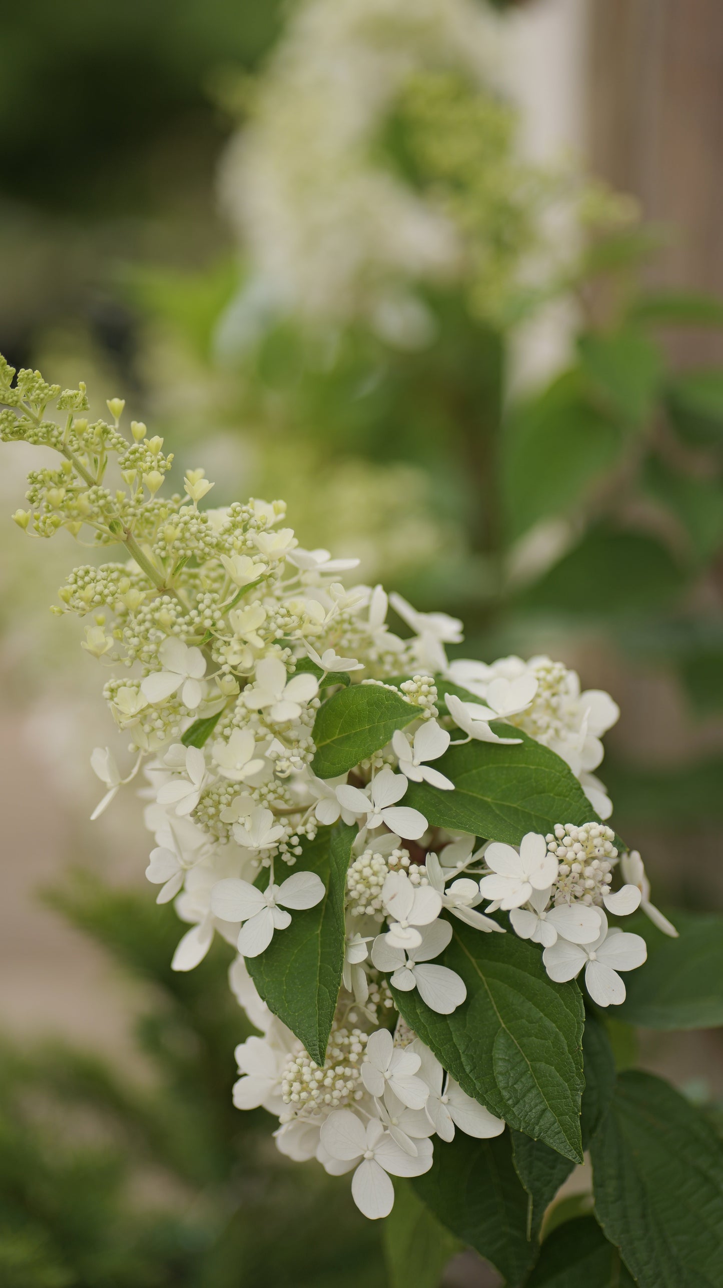 Hydrangea | Pinky Winky Prime Panicle Hydrangea - 3 Gallon