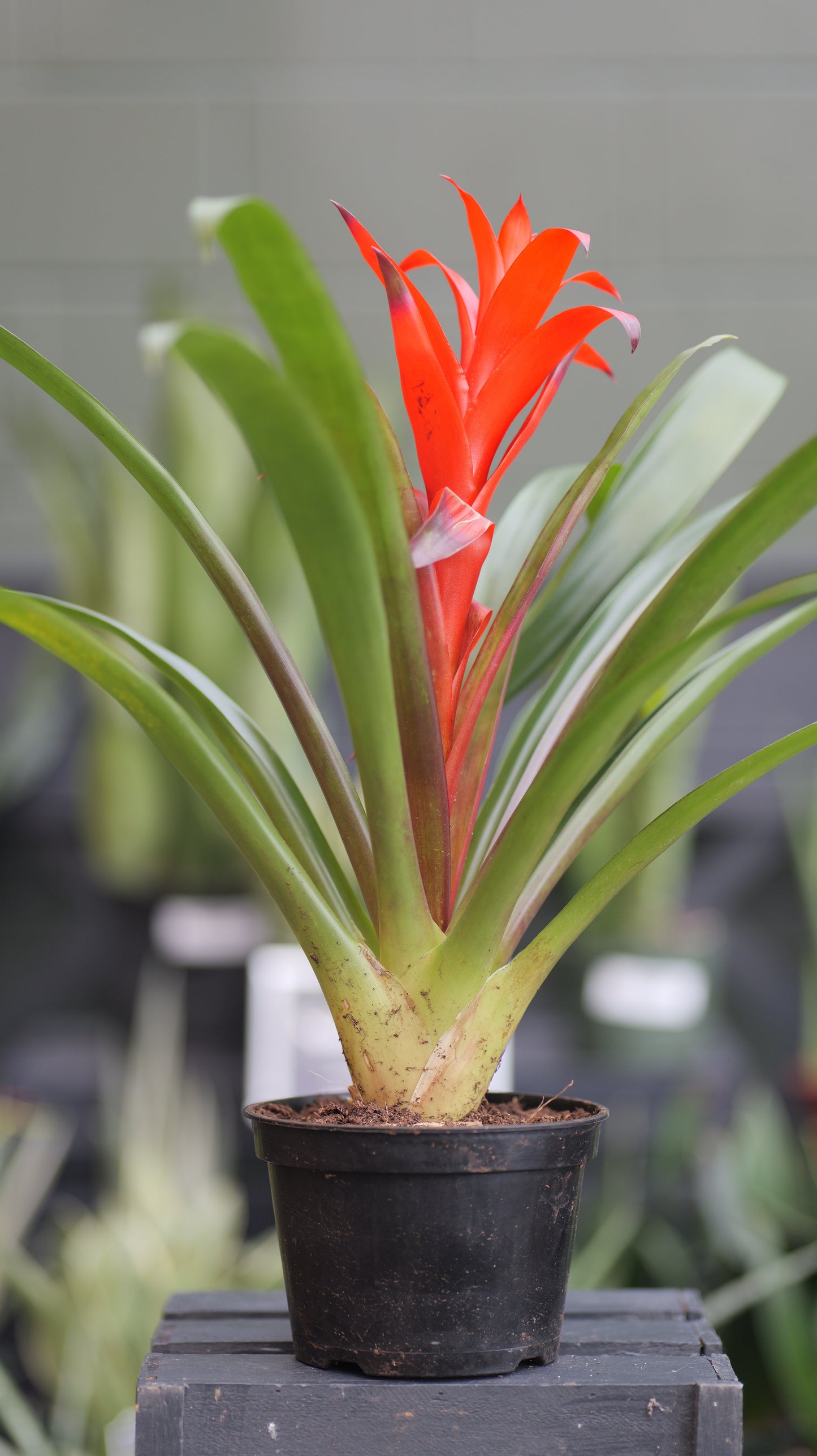 Bromeliad | Guzmania - 6 Inch