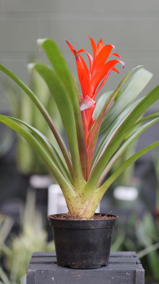 Bromeliad | Guzmania - 6 Inch
