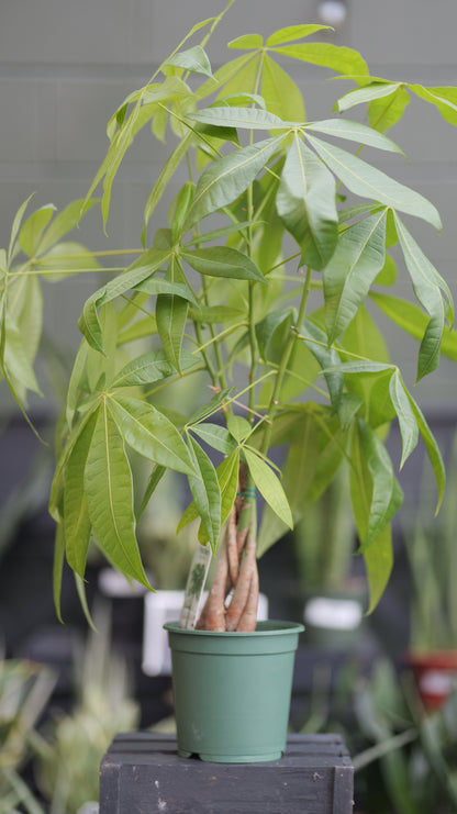 Pachira | Money Tree - 6 Inch