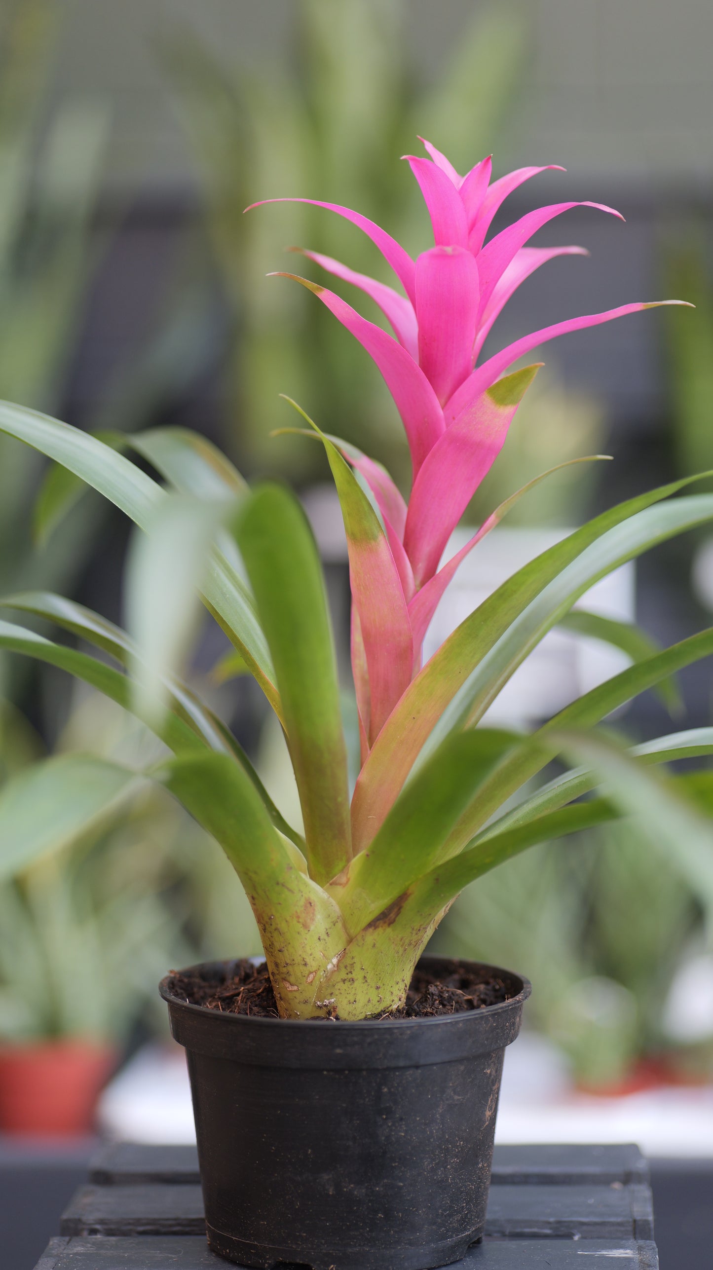 Bromeliad | Guzmania - 6 Inch