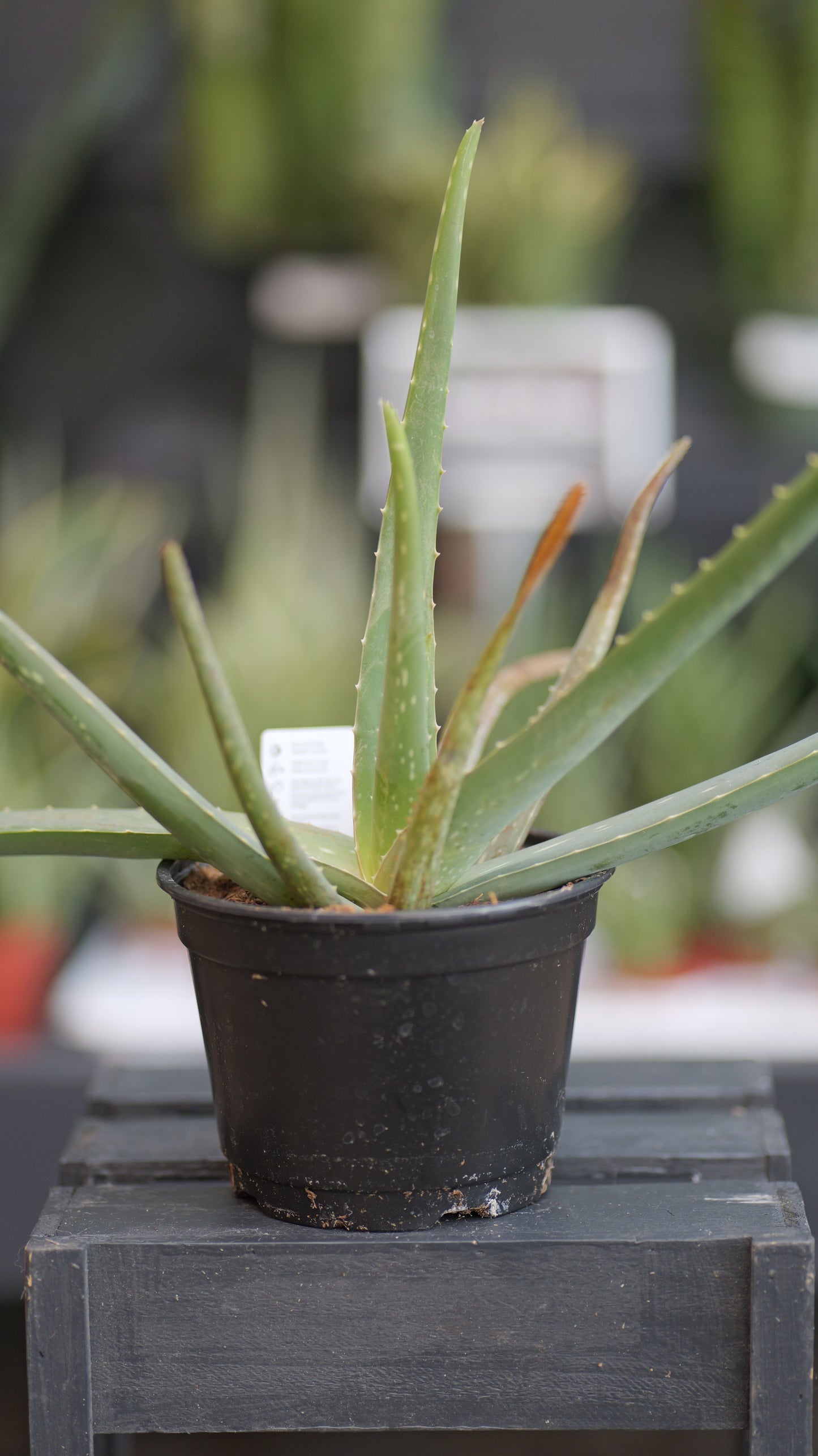 Aloe | Vera - 6 Inch
