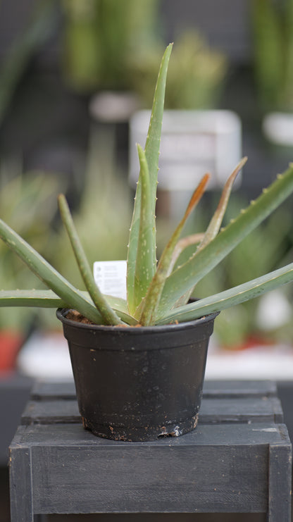 Aloe | Vera - 6 Inch