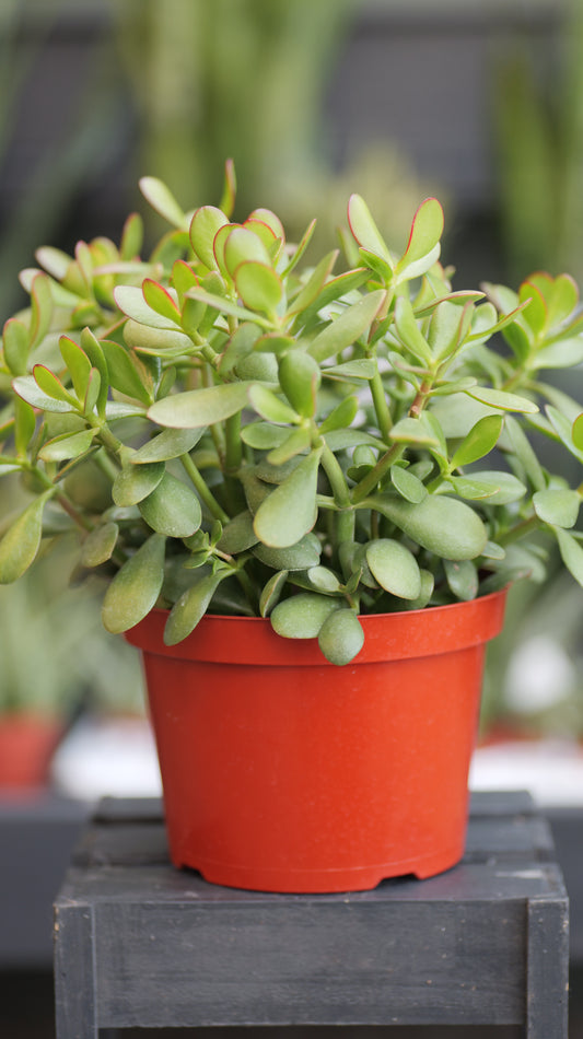 Crassula | Jade Sunset - 8 Inch