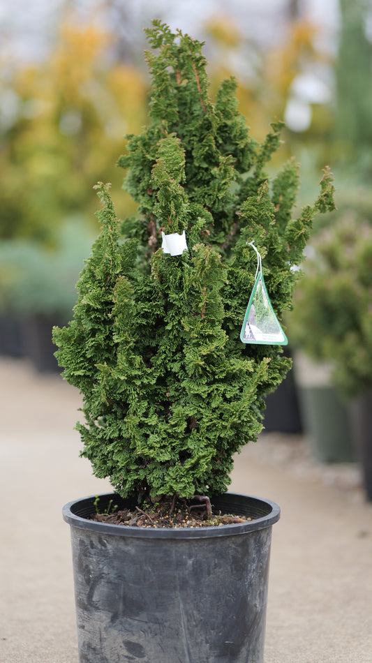 Thuja | Primo Arborvitae - 3 Gallon