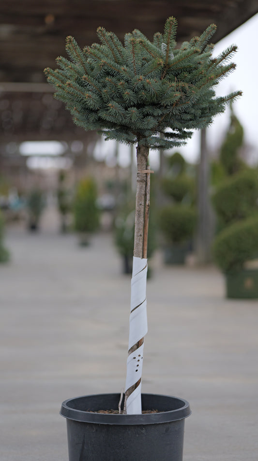 Picea | Globe Blue Spruce - 10 Gallon