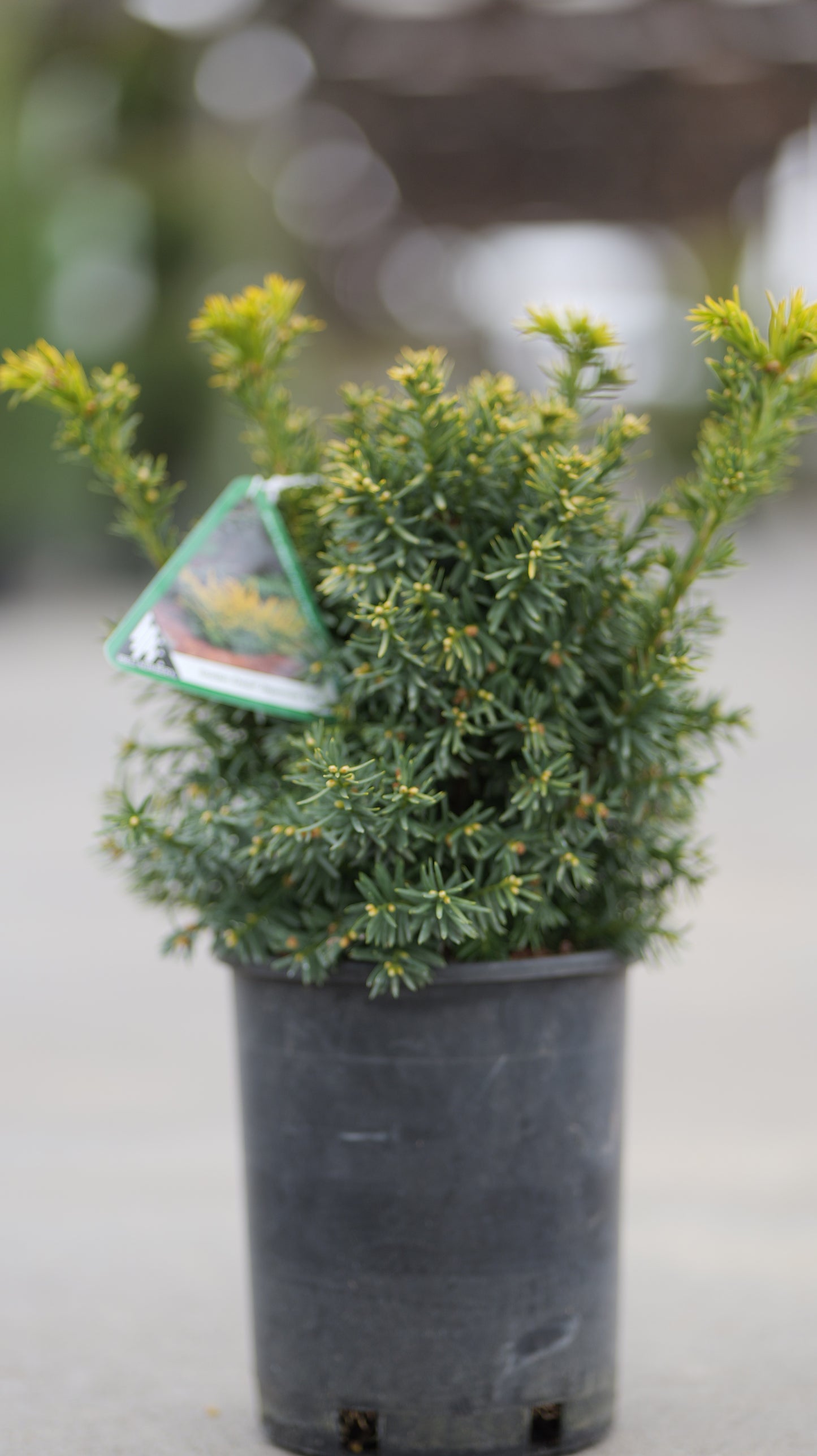 Taxus | Golden Dwarf Japanese Yew - 1 Gallon
