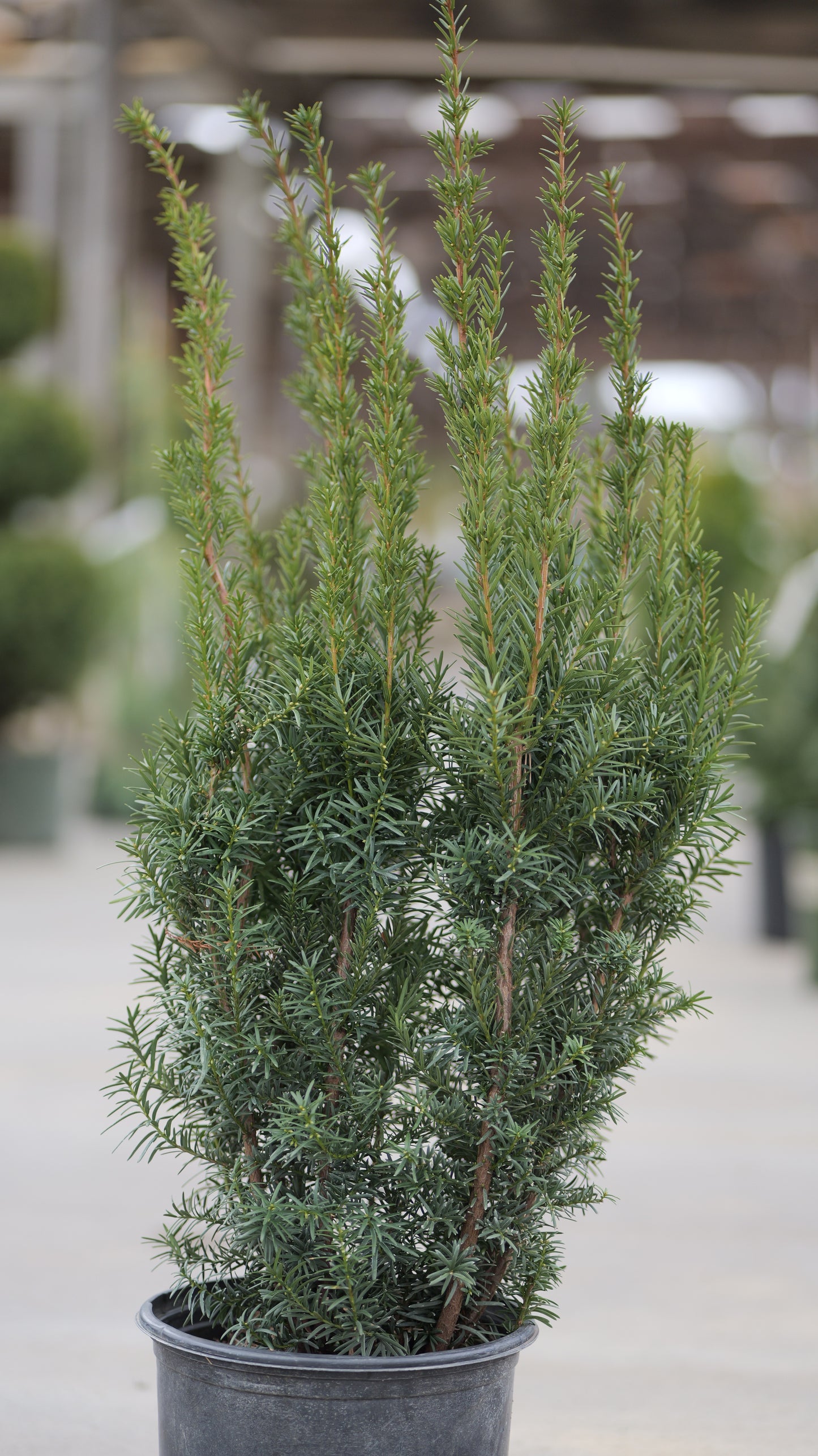 Taxus | Hicks Yew - 3 Gallon