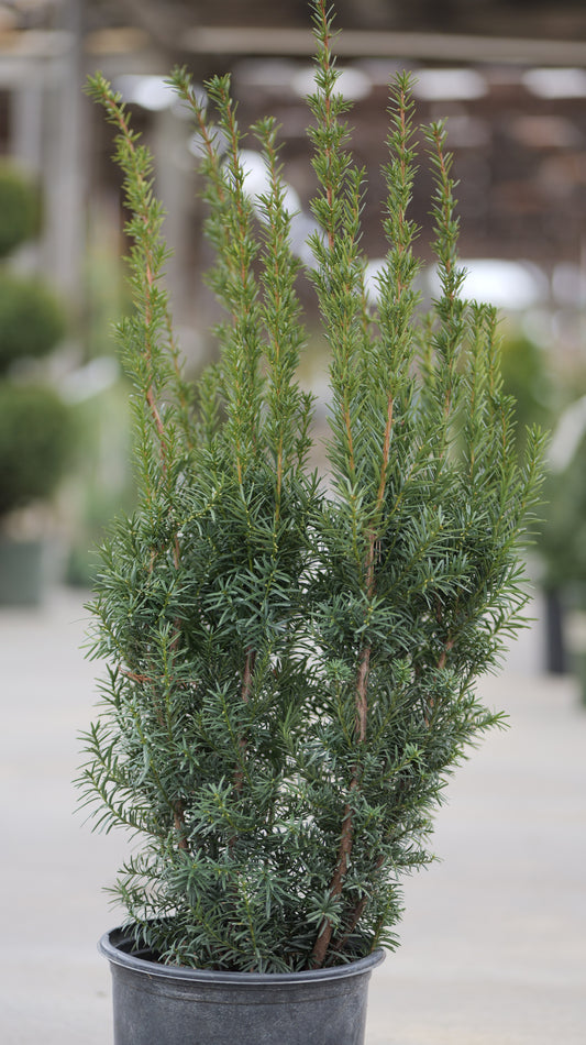 Taxus | Hicks Yew - 3 Gallon