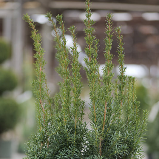 Taxus | Hicks Yew - 7 Gallon