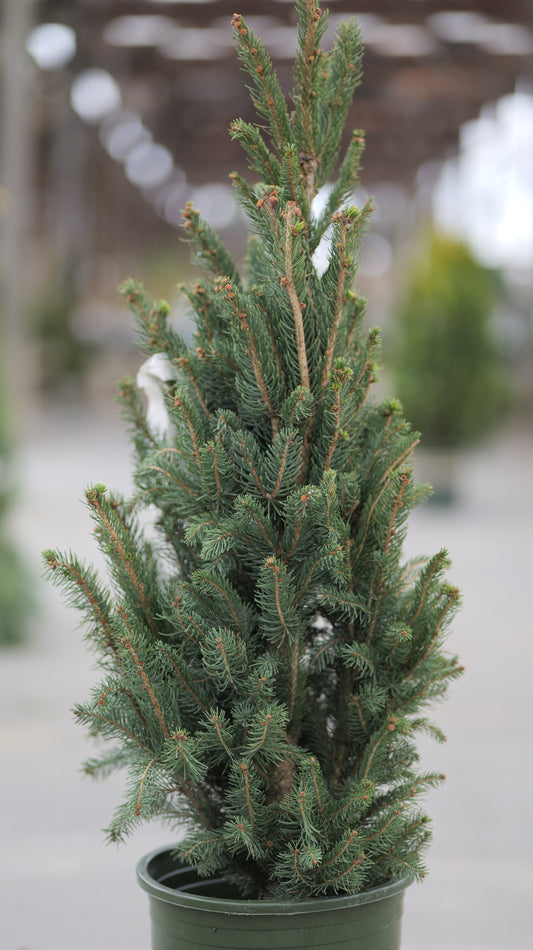 Picea | Columnar Norway Spruce - 5 Gallon