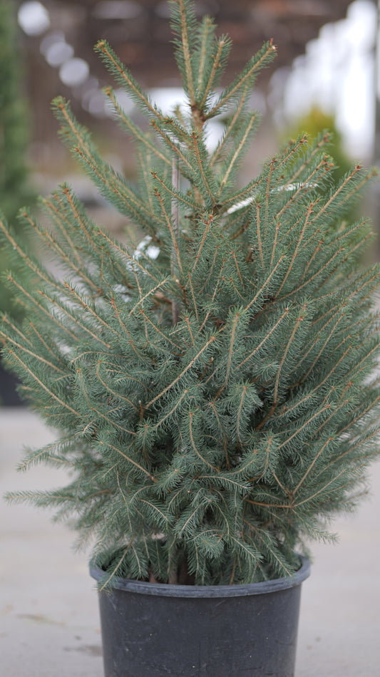 Picea | Norway Spruce - 6 Gallon
