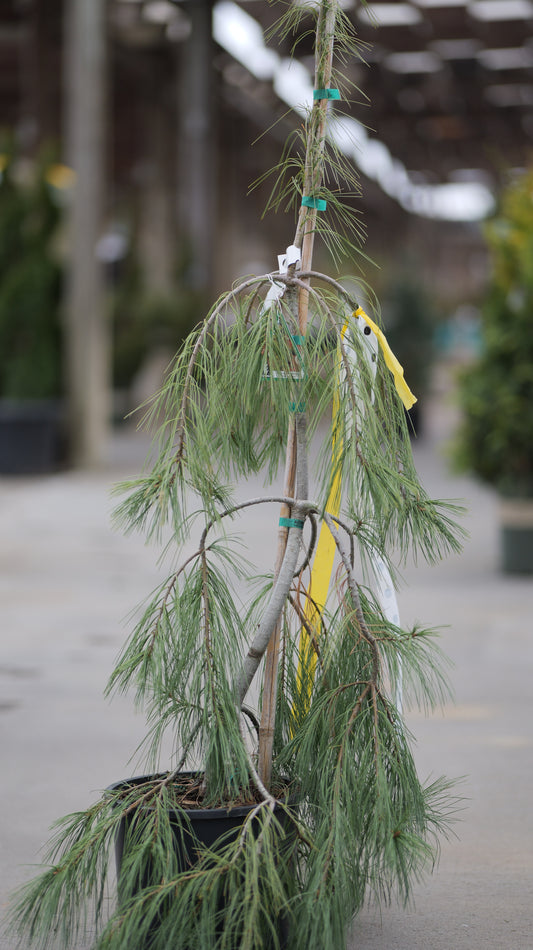Pinus | Angel Falls Weeping White Pine - 3 Gallon