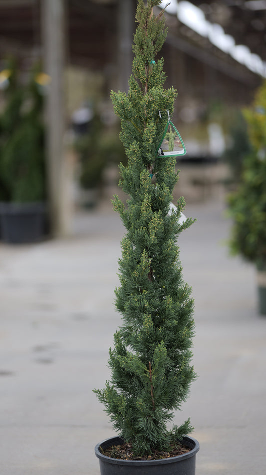 Juniper | Trautman - 3 Gallon