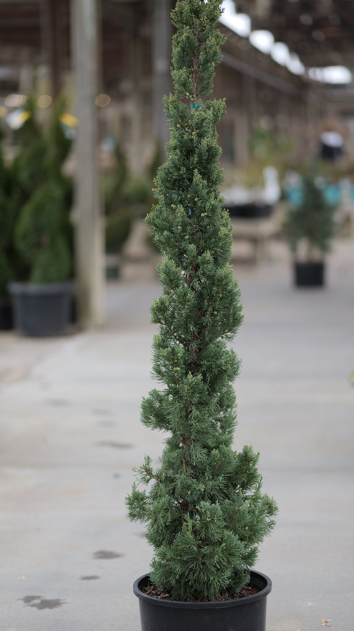 Juniper | Trautman - 6 Gallon