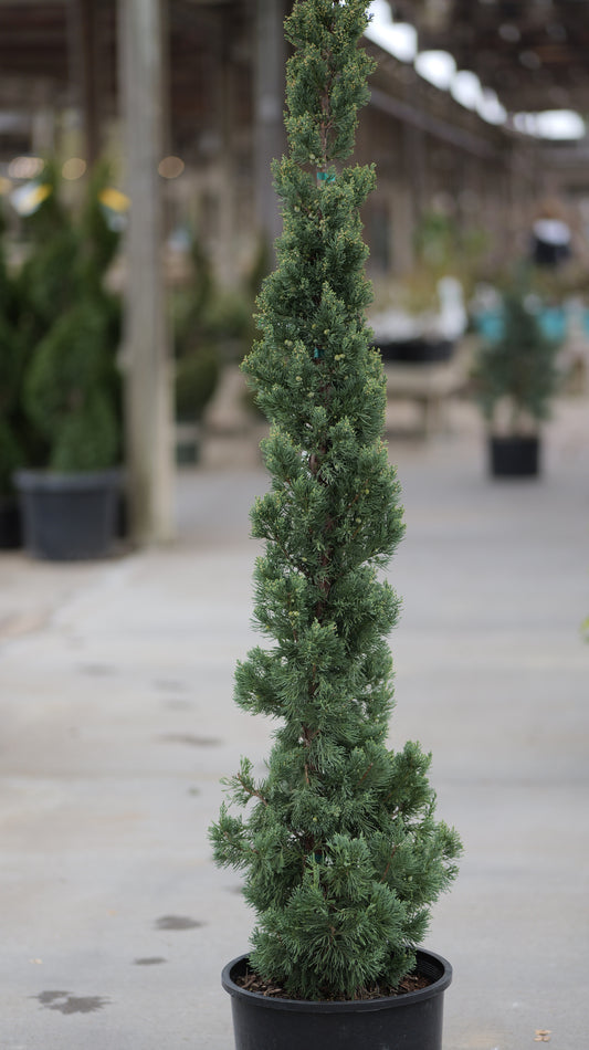 Juniper | Trautman - 6 Gallon