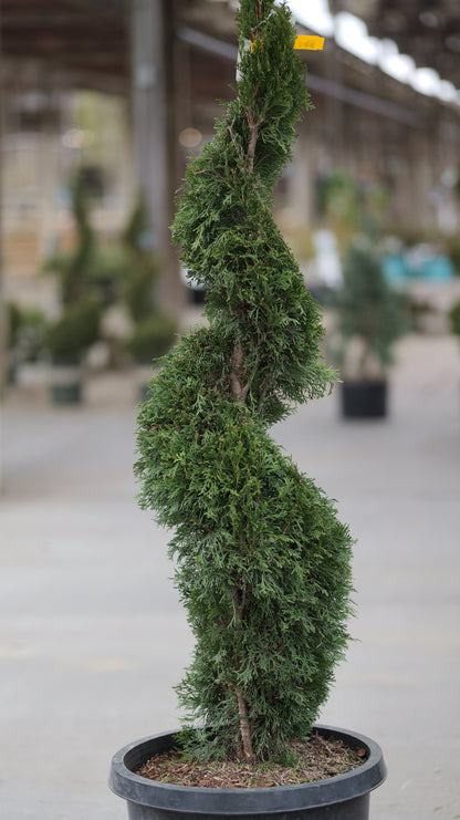 Thuja | Emerald Green Arborvitae | Spiral - 15 Gallon