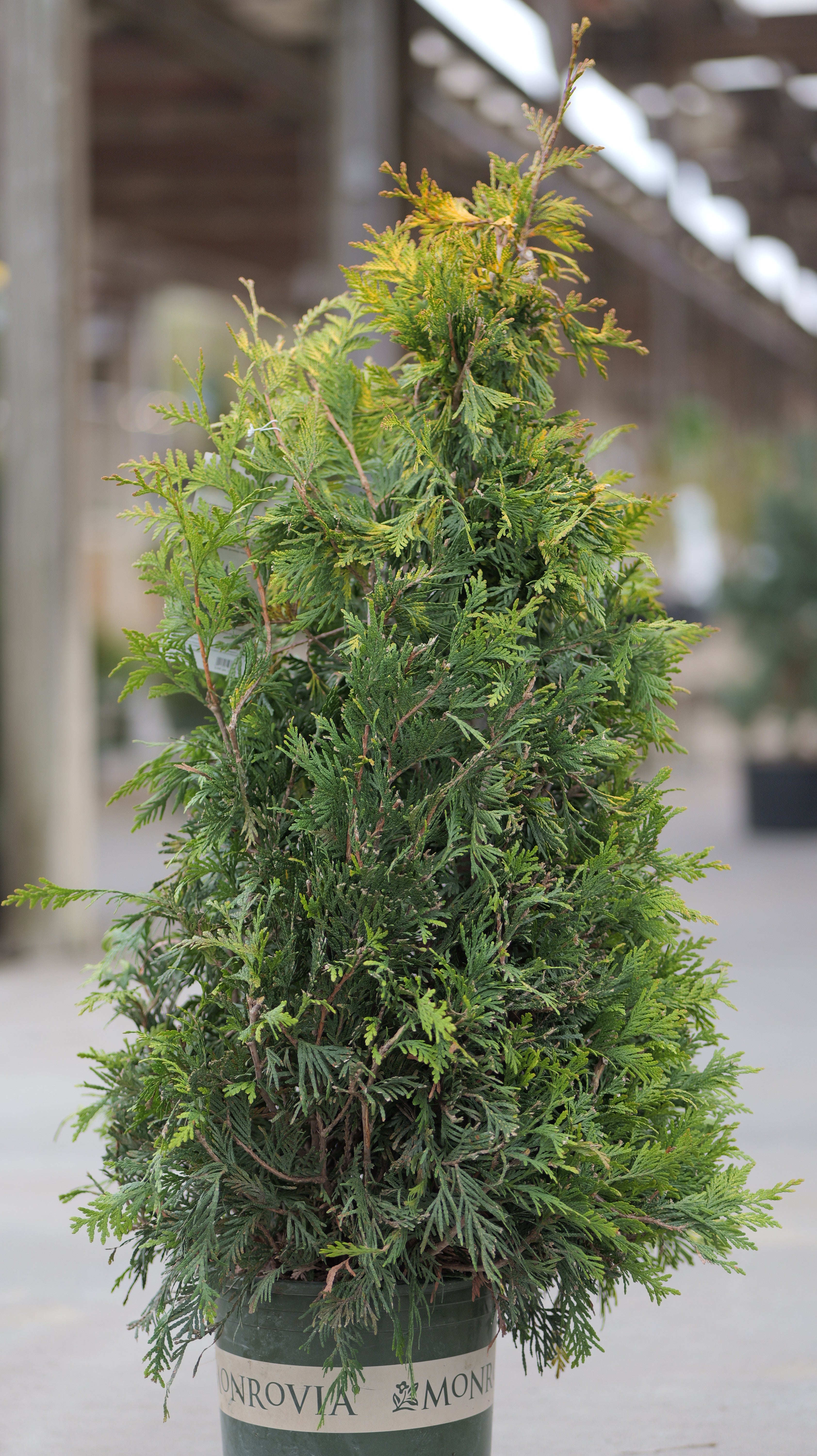 Thuja | Ember Waves Arborvitae - 5 Gallon - Berns Garden Center