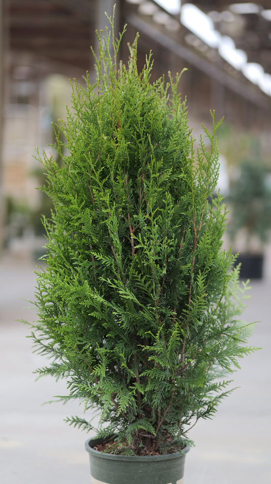 Thuja | Tight Squeeze Arborvitae - 5 Gallon