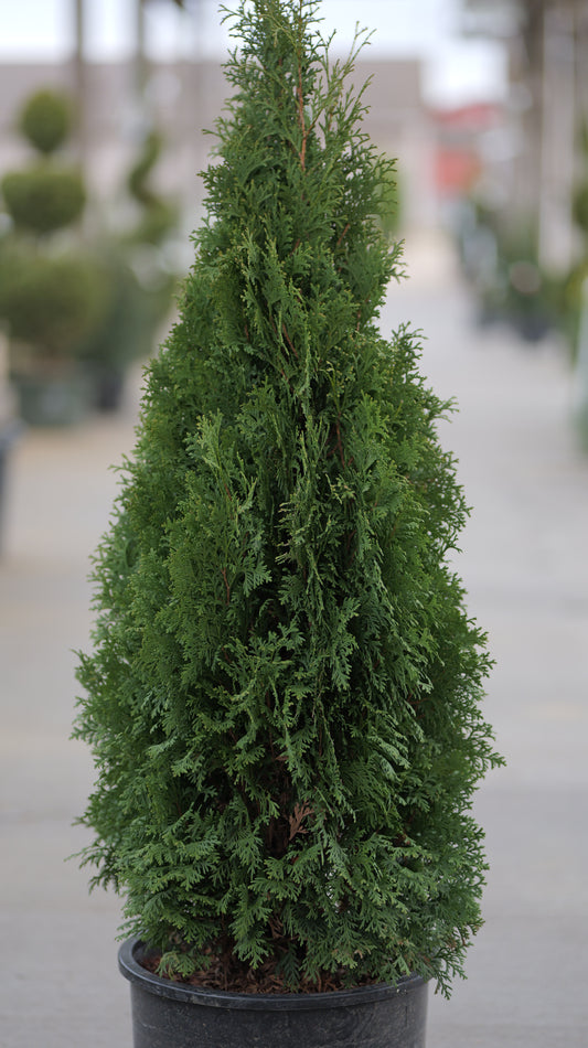 Thuja | Holmstrup Arborvitae - 6 Gallon