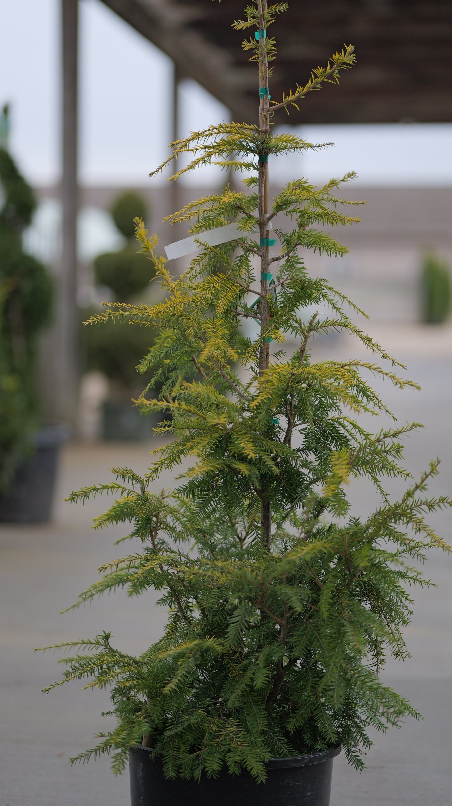 Tsuga | Golden Splendor Canadian Hemlock - 6 Gallon