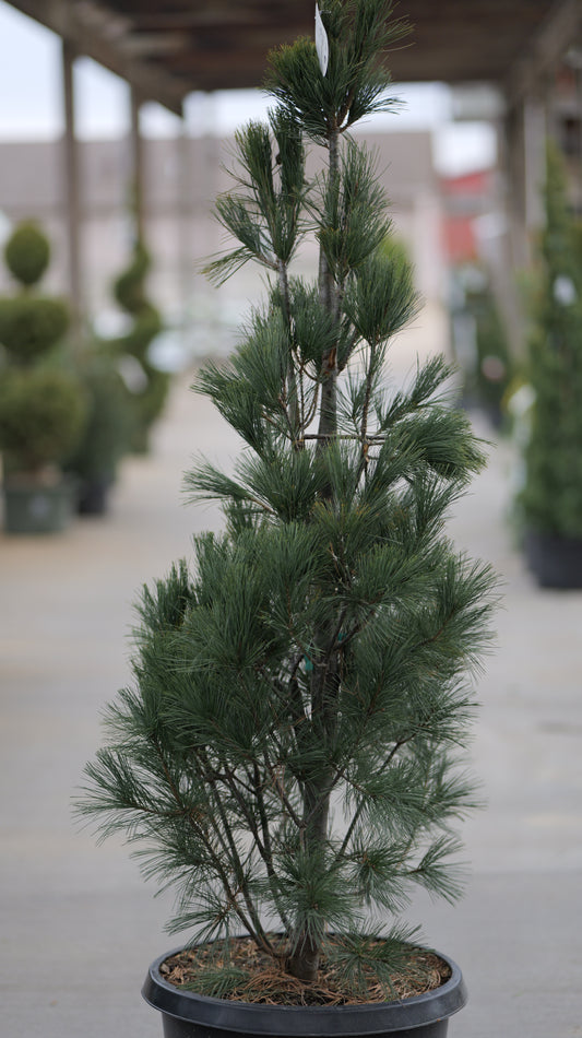 Pinus | Stowe Pillar White Pine - 15 Gallon