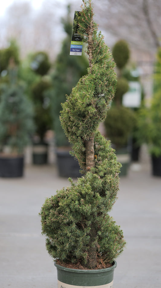 Picea | Dwarf Alberta Spruce | Spiral - 5-Gallon