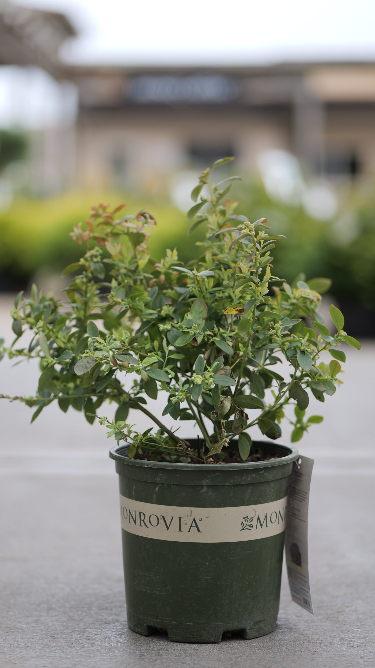 Vaccinium | Bountiful Blue Highbush Blueberry - 2 Gallon
