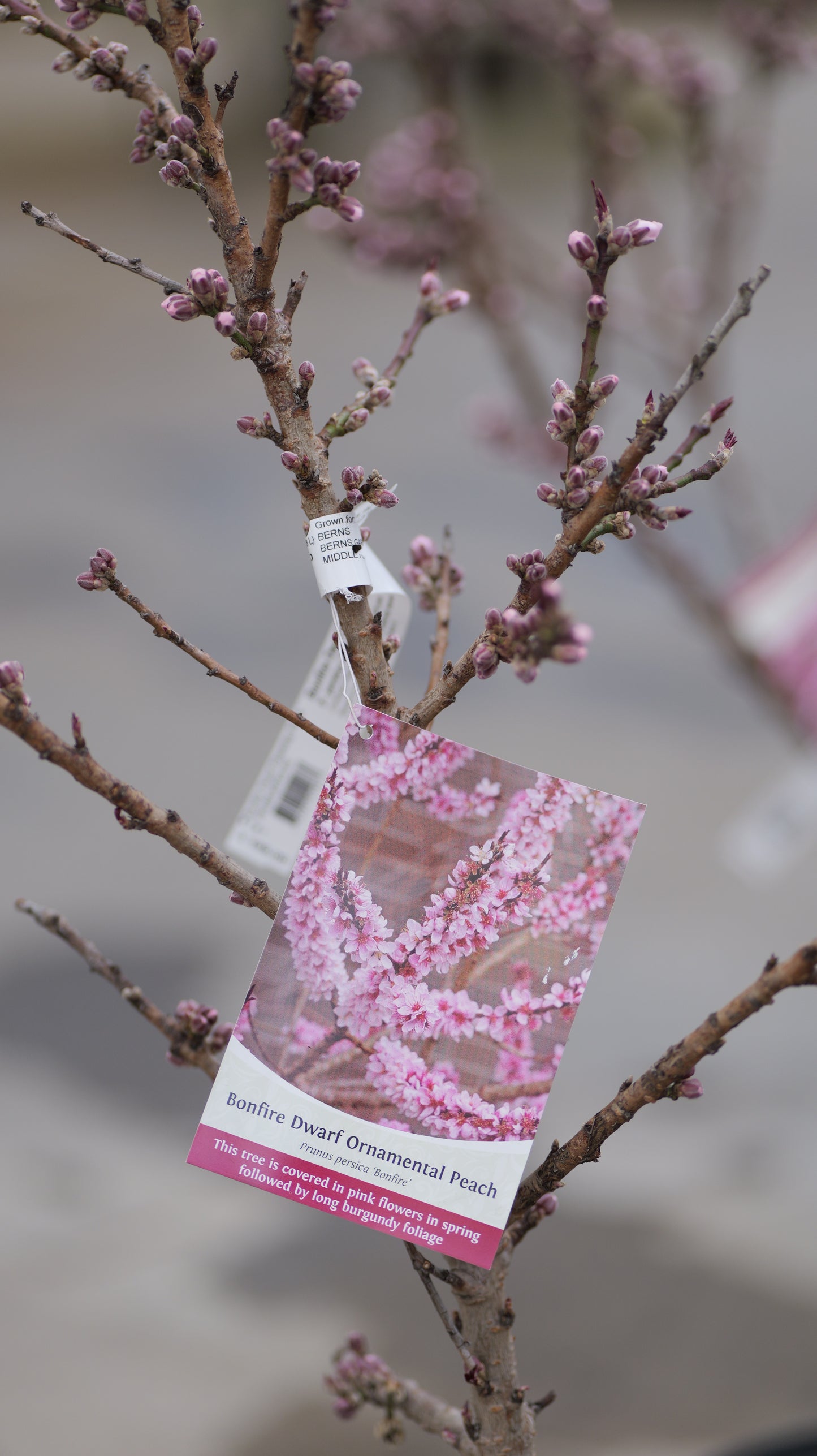Prunus | Bonfire Dwarf Peach - 7-Gallon