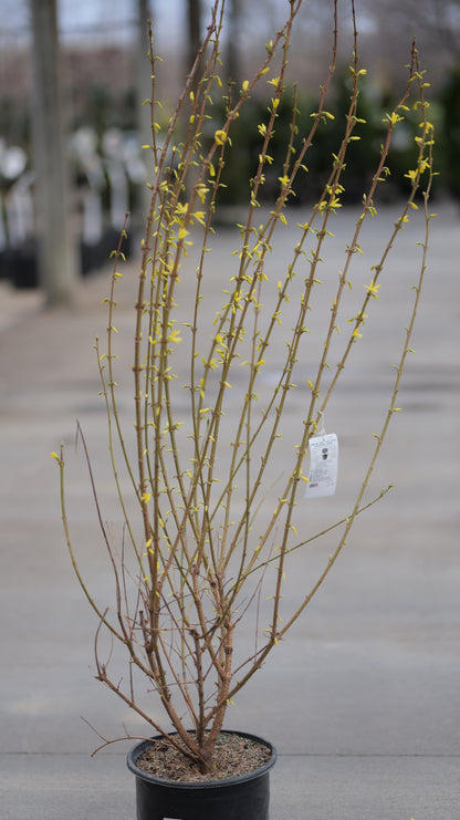 Forsythia | Lynwood Gold Forsythia - 3 Gallon