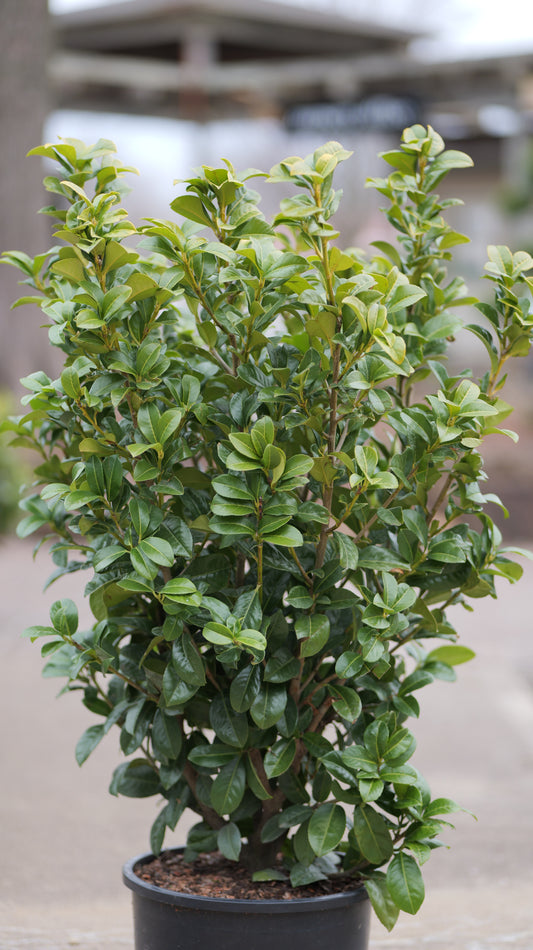 Prunus | Volcano Cherry Laurel - 6-Gallon
