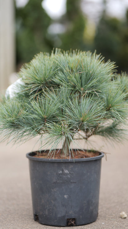 Pinus | Blue Shag Eastern White Pine - 3 Gallon