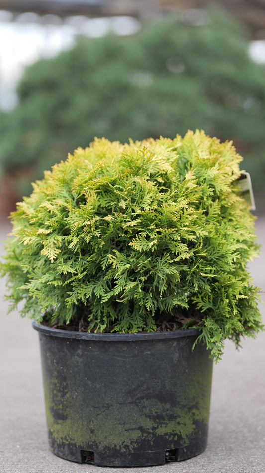 Thuja | Anna's Magic Ball Arborvitae - 3 Gallon