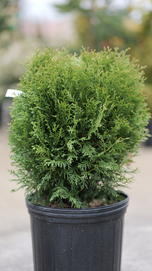 Thuja | Little Giant Arborvitae - 3 Gallon