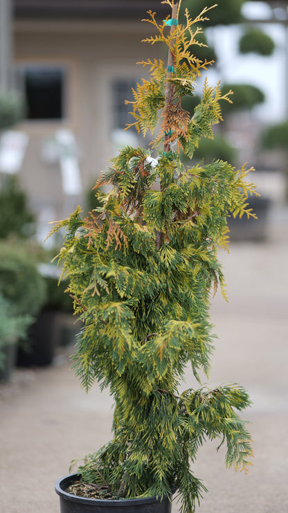 Thuja | Lucky Find Arborvitae - 3 Gallon