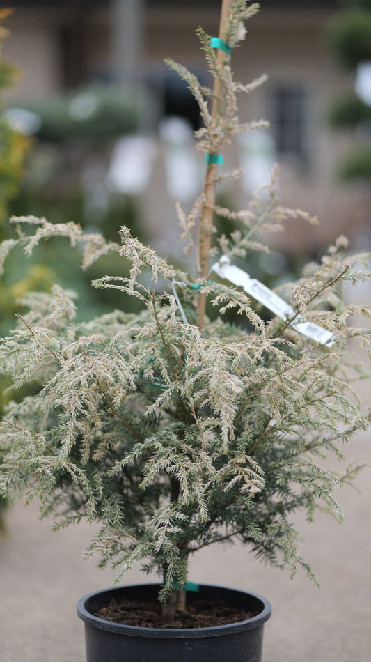 Tsuga | Summer Snow Canadian Hemlock - 3 Gallon