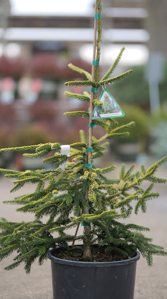 Picea | Skylands Oriental Spruce - 3 Gallon